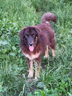 Femelă Mastiff Tibetan 