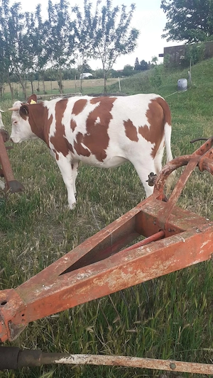 De vânzare vițeaua.