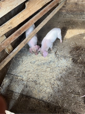 Scroafă cu 9 purcei frumoși și sănătoși   bună de ținut