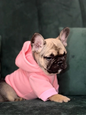 bulldog francez 