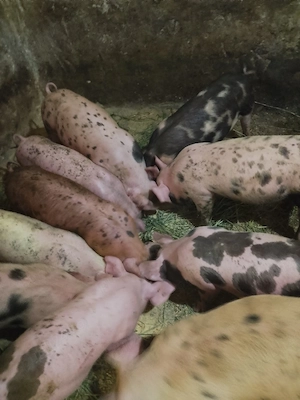 marfă bio 