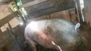 Purcea de vânzare 270-300kg