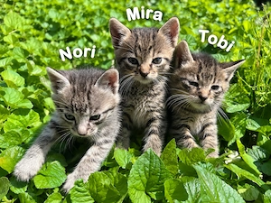 Nori, Mira și Tobi își caută casă. Ideal, împreună.