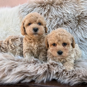 Maltipoo Poodle  - imagine 2