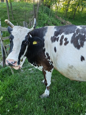 Vacă, gestanta in 8 luni 