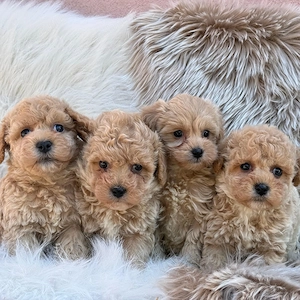 Maltipoo Poodle 
