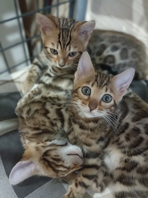 Bengal kat  - imagine 3