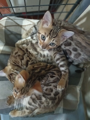 Bengal kat  - imagine 4
