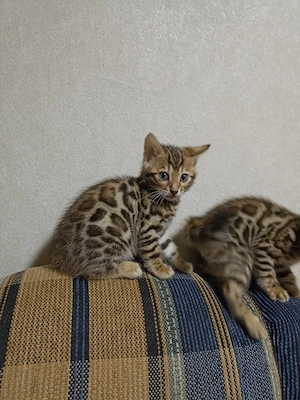 Bengal kat  - imagine 5