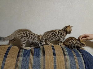 Bengal kat  - imagine 2