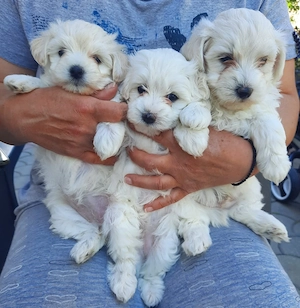 Bichon maltez