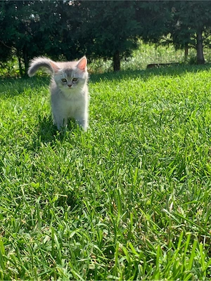 British shorthair