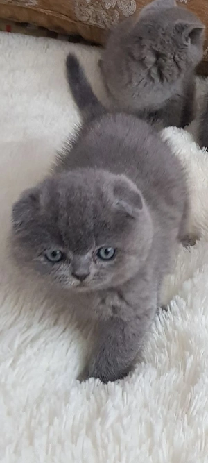 scottish fold!!!
