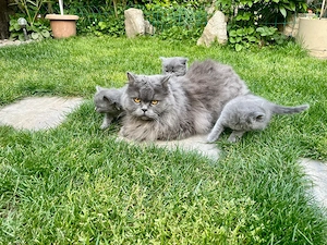 Pui de British Shorthair & Longhair