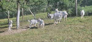 Vand lot de capre Saanen
