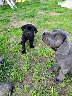 Cățelușe adorabile
