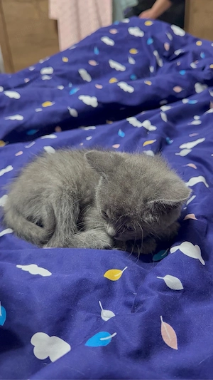 Pui British Shorthair - imagine 3