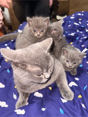 Pui British Shorthair - imagine 2