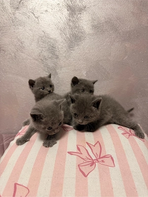 Pui British Shorthair