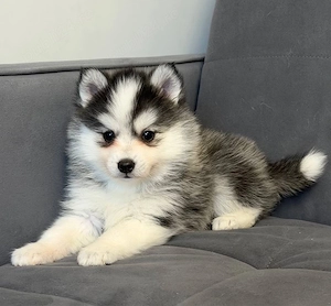 Doi căței adorabili Pomsky - imagine 2