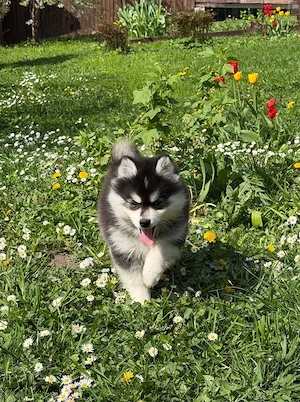 Doi căței adorabili Pomsky - imagine 4