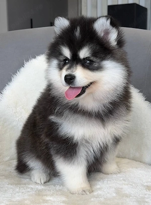 Doi căței adorabili Pomsky