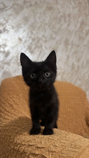 Donez pui impreuna cu mama lor, oriunde in Prahova - imagine 5