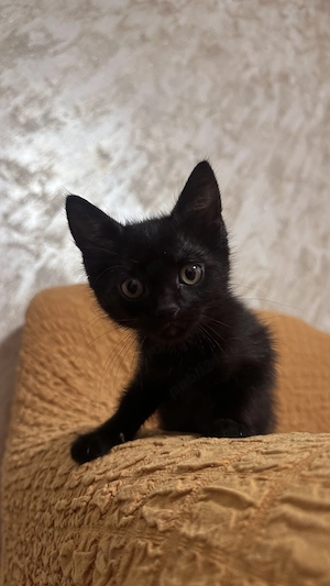 Donez pui impreuna cu mama lor, oriunde in Prahova - imagine 4