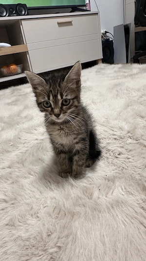 Donez pui impreuna cu mama lor, oriunde in Prahova - imagine 2