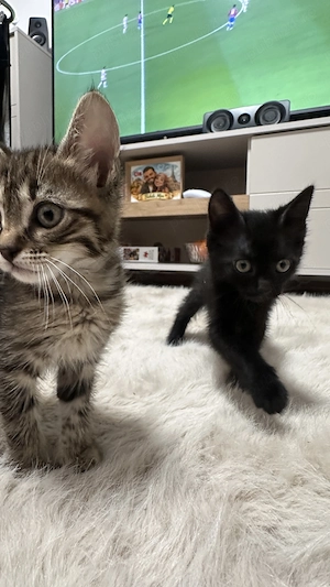 Donez pui impreuna cu mama lor, oriunde in Prahova - imagine 3
