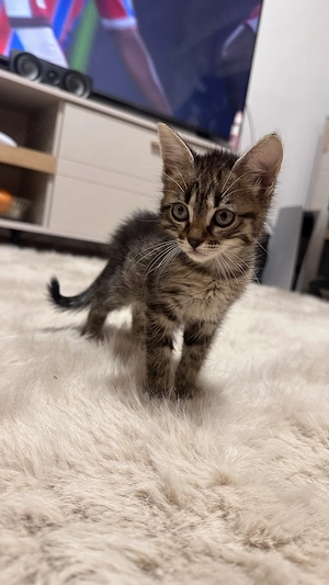 Donez pui impreuna cu mama lor, oriunde in Prahova