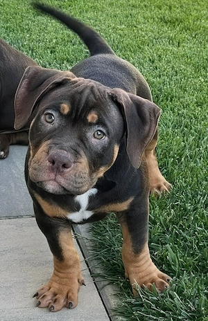 American Bully Pocket ABKC pedigree 12 saptamani 