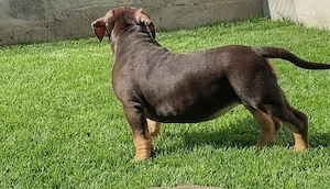 American Bully Pocket  - imagine 2