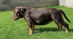 American bully pocket