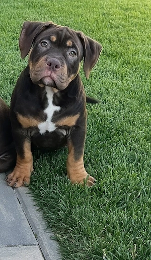 American Bully Pocket 