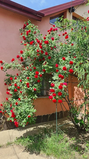  Hlincea Schimb Casa  cu două apartamente  - imagine 9