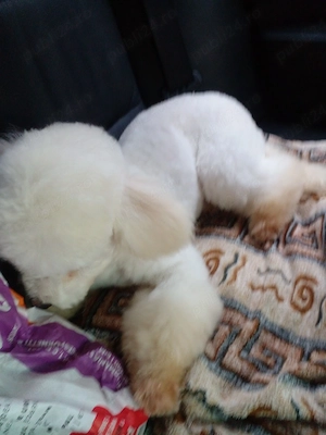 caniche pudel alb - imagine 5