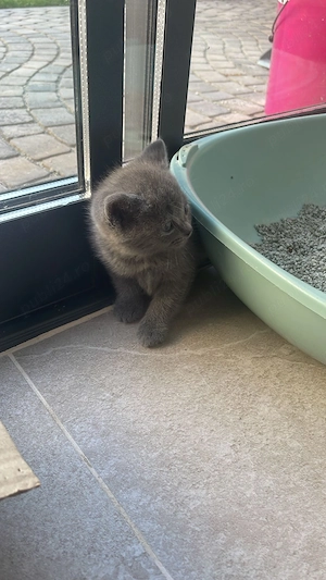 British shorthair blue - imagine 5
