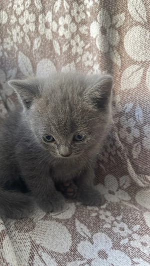 British shorthair blue - imagine 4