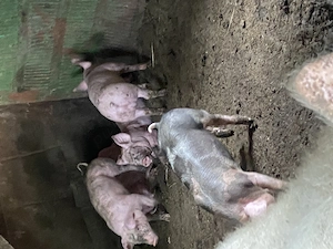 Purcei disponibili 3 femele și 2 masculi