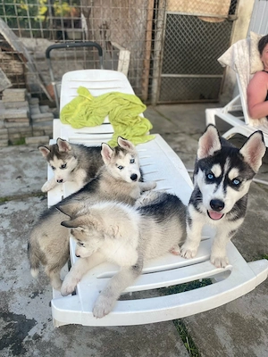 Husky Siberian pui 