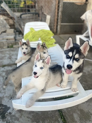 Husky Siberian pui  - imagine 4