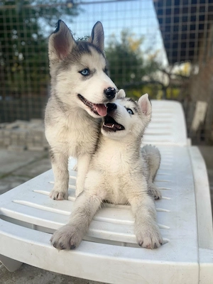 Husky Siberian pui  - imagine 2
