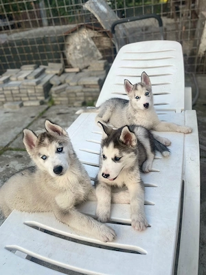 Husky Siberian pui  - imagine 3