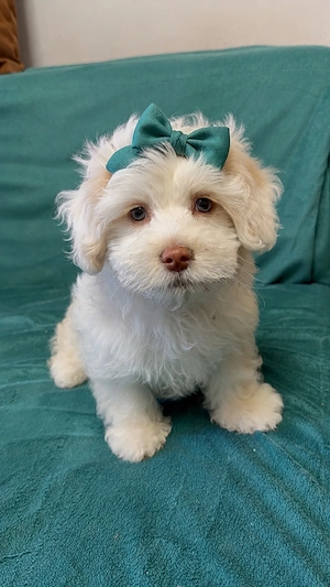 bichon maltez mini toy 