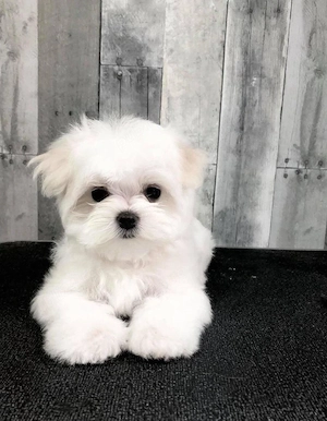 bichon maltez mini toy 