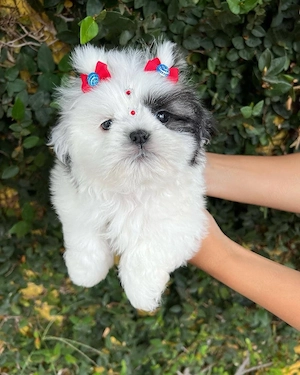 shih tzu mini toy 
