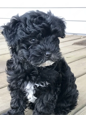 chaniche poodle mini toy 
