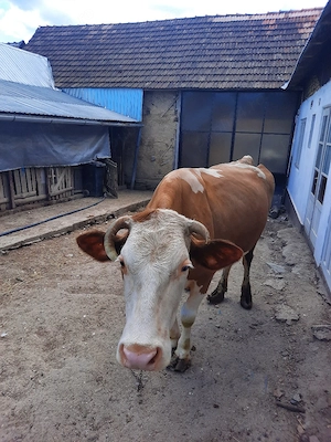 Vand vaca baltata