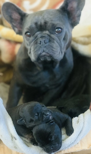 Bulldog francez